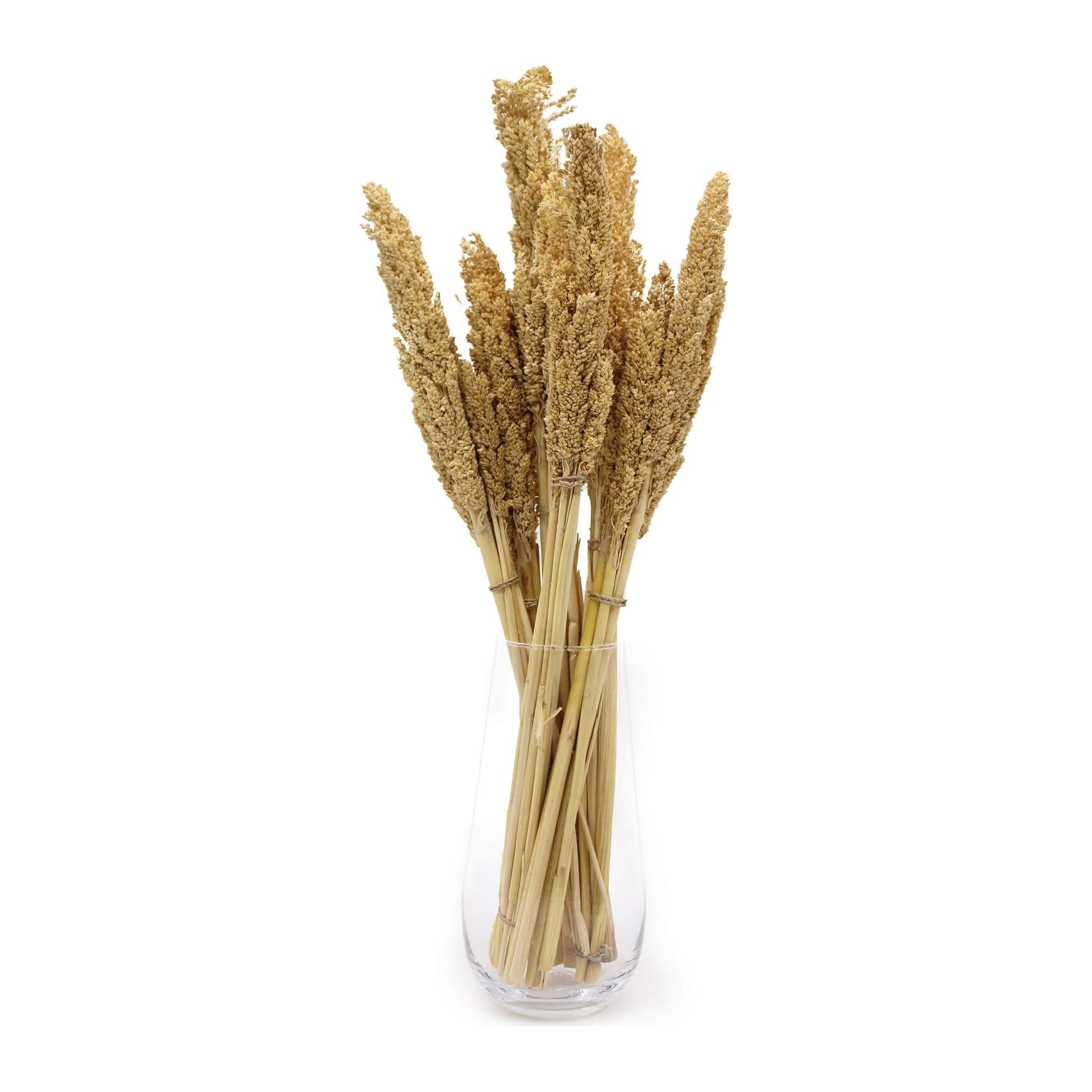 Bunches of dried Cantal grass