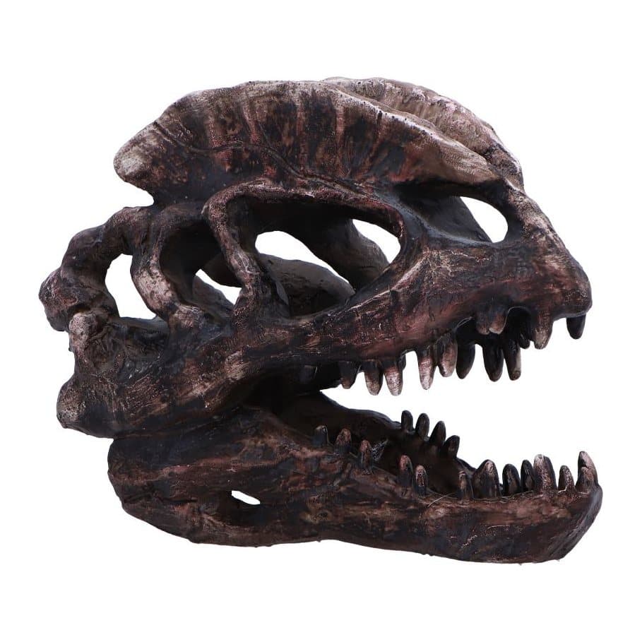 Dilophosaurus skull replica in resin with a hand-painted finish