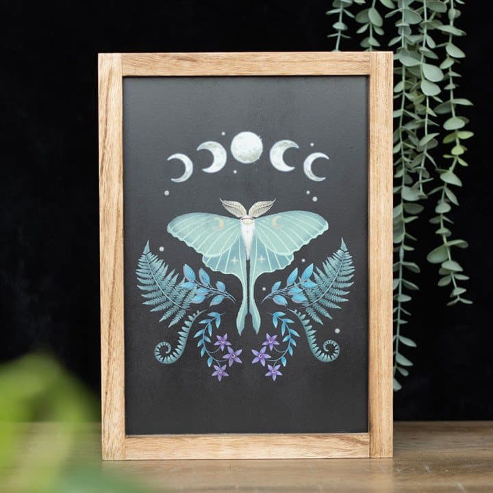 Luna Moth framed wall art
