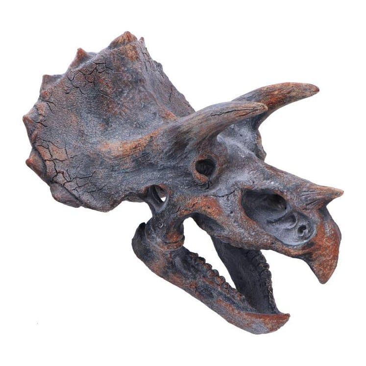 Resin triceratops skull with its mouth open in a roar