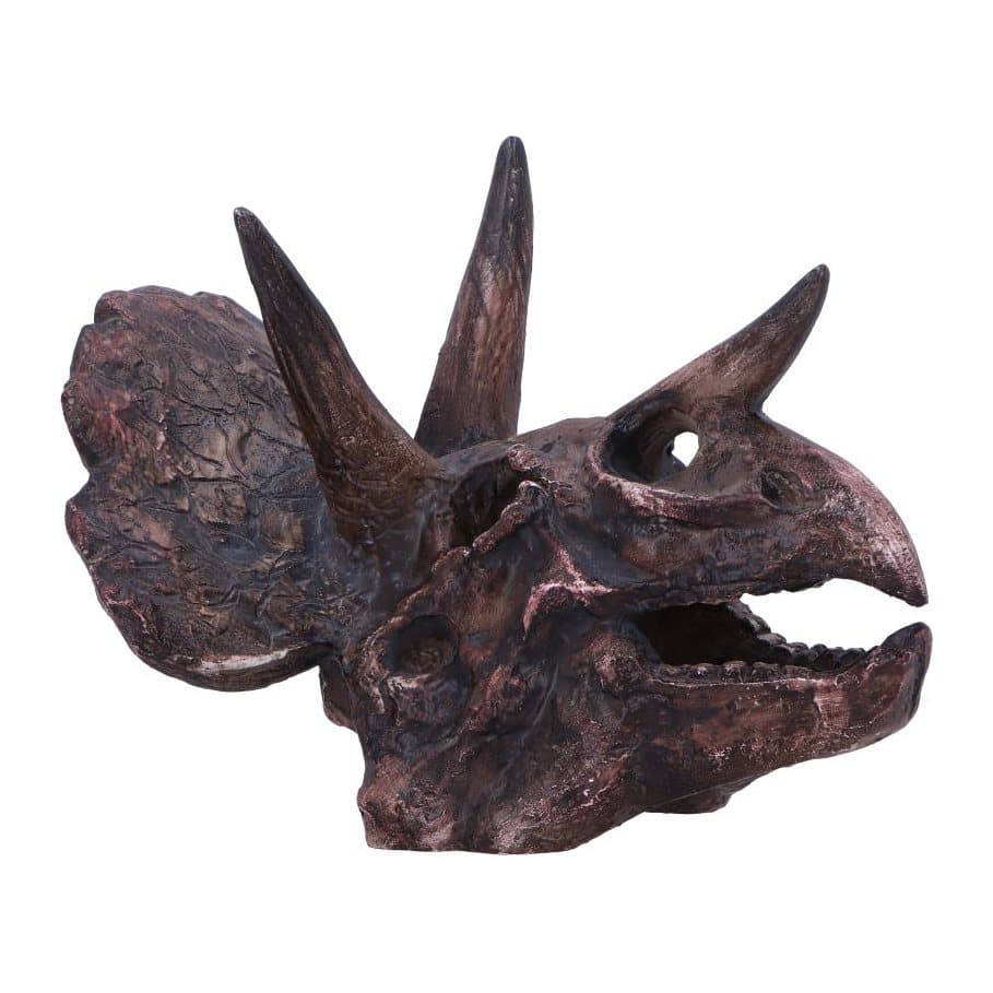 Triceratops skull resin replica with fossilized textures