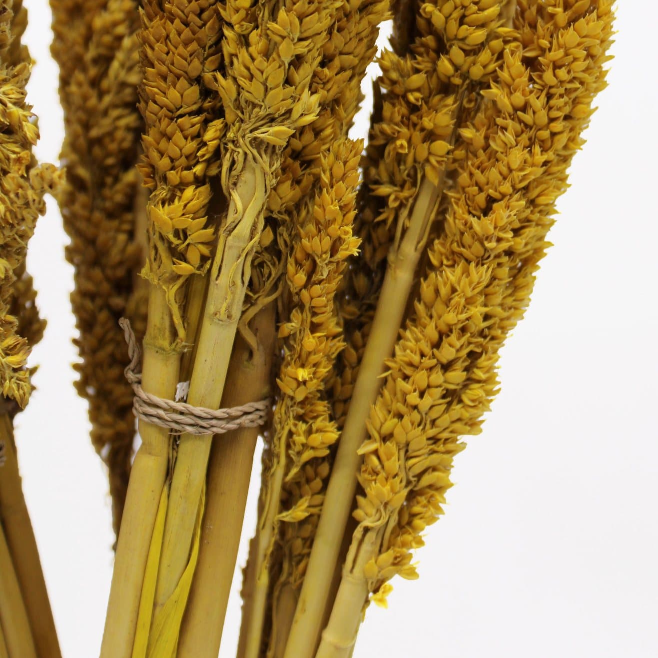 Bunches of amber dried Cantal grass