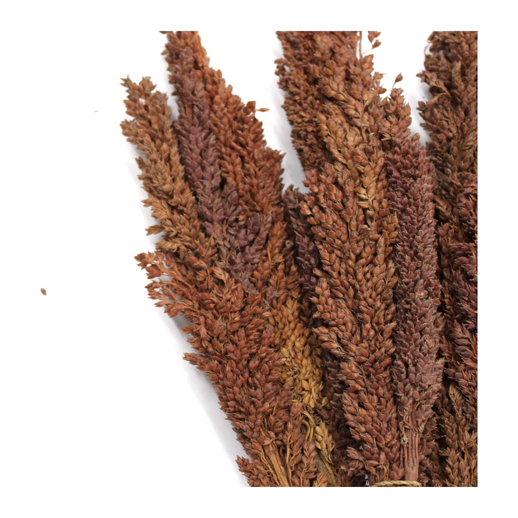 Bunch of chocolate coloured Cantal grass