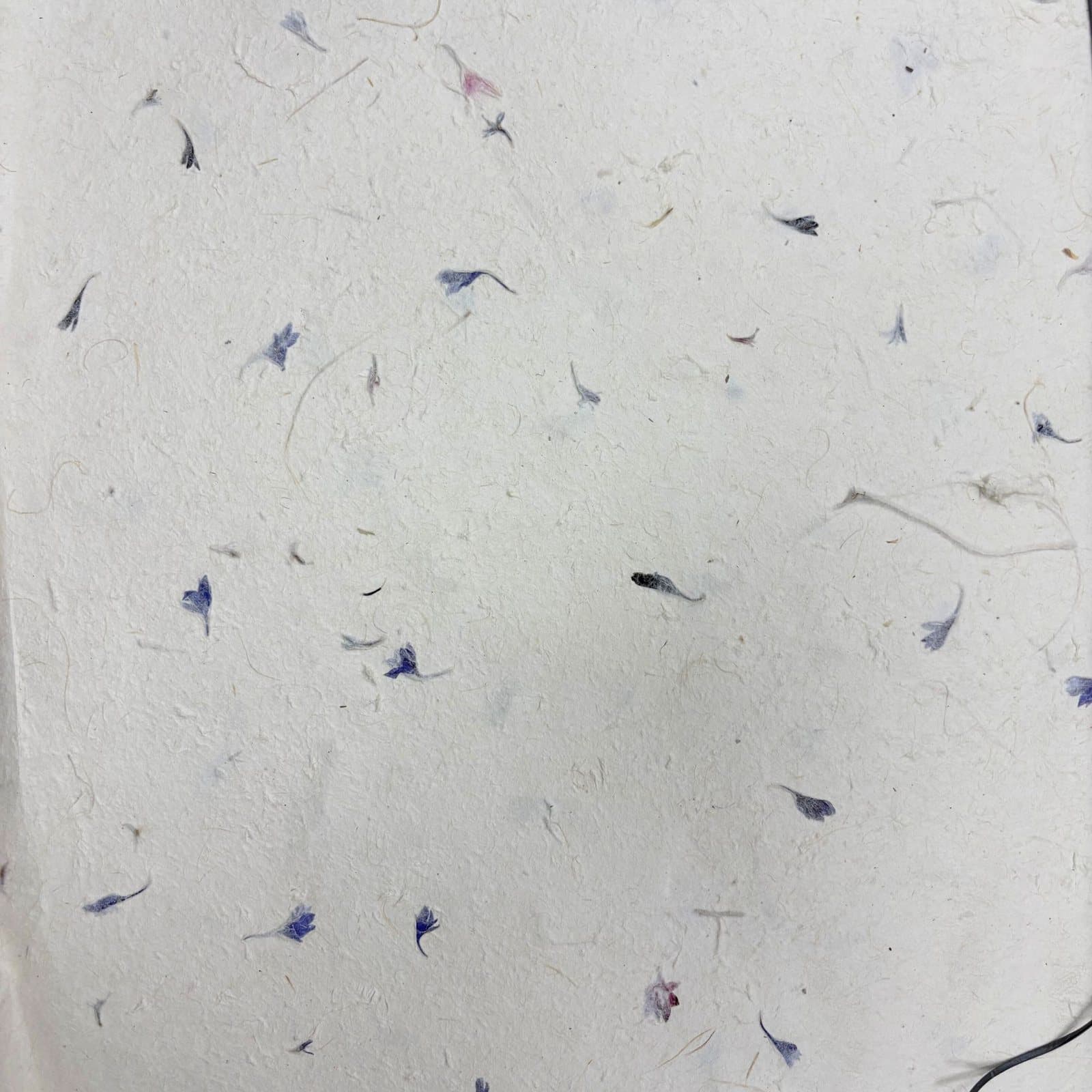Handmade Lokta paper with blue cornflower petals on a soft creamy base