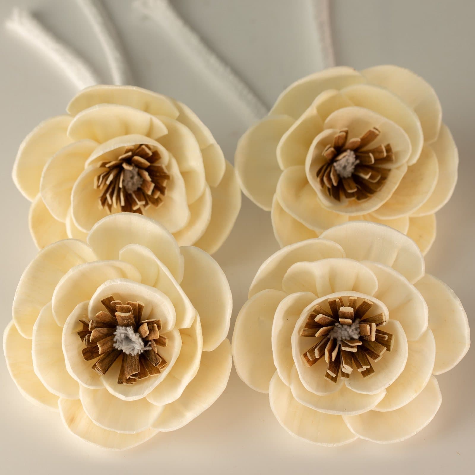 Small cream sola wood poppy diffuser flowers with brown centres