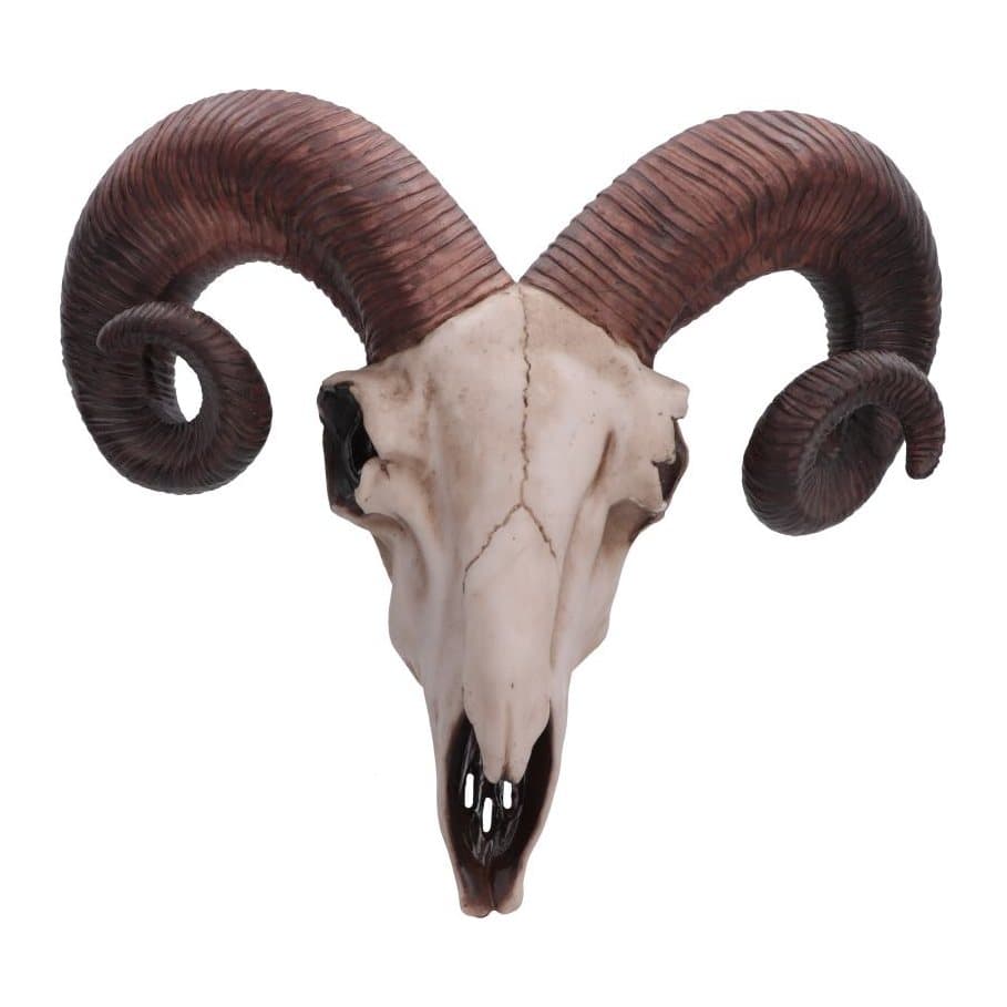 White resin ram's skull with curved brown horns for wall mounting