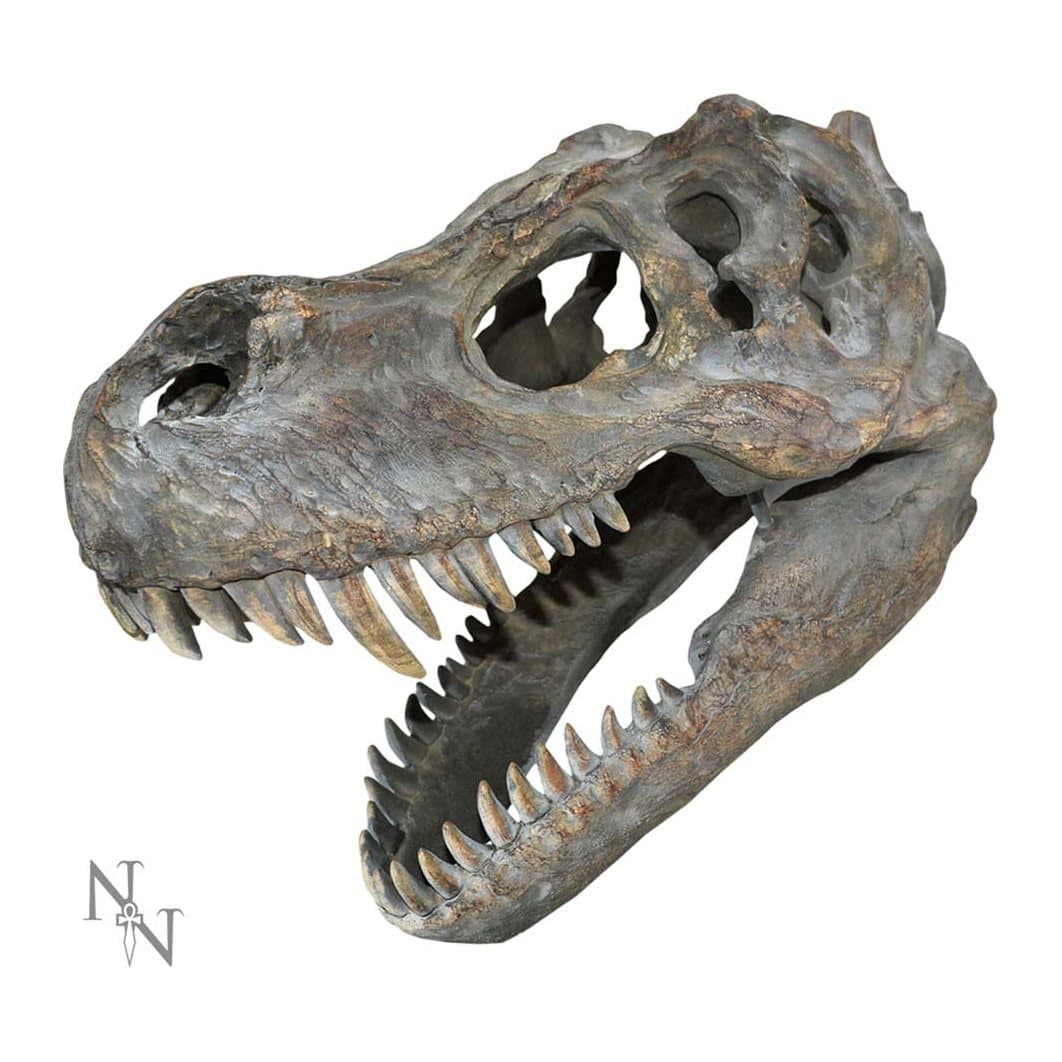 Tyrannosaurus Rex skull with open mouth and jagged fangs